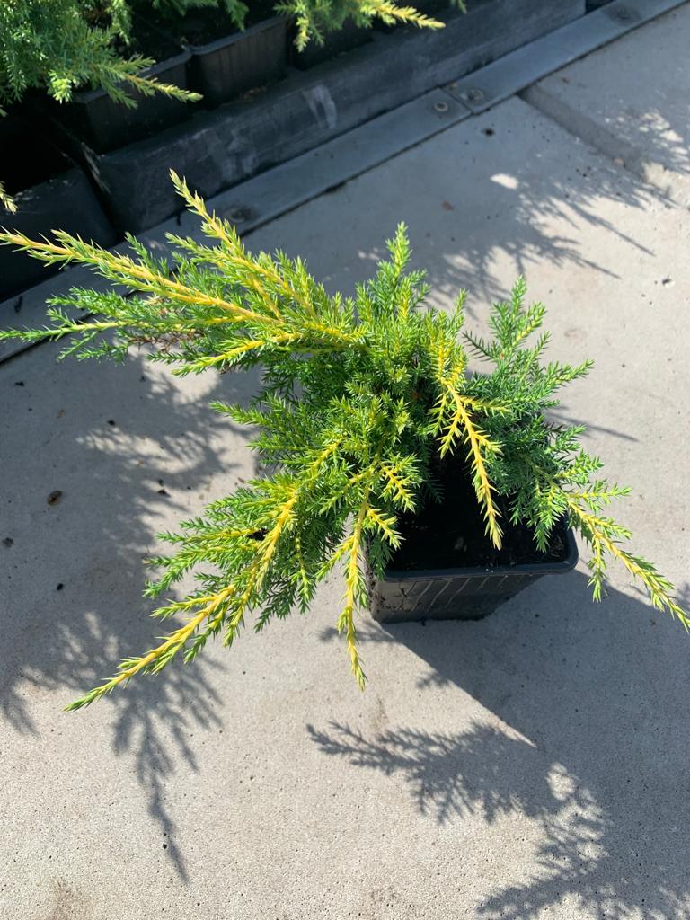 Можжевельник средний Голд Стар